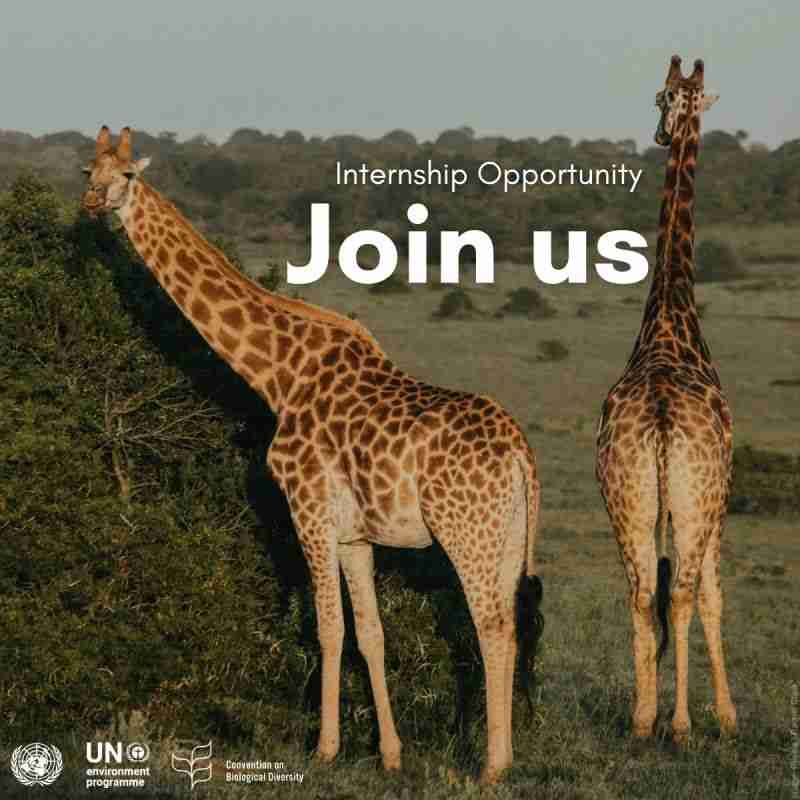 REMOTE : Check out these internships at United Nations Environment Programme (UNEP) The Secretariat of the Convention on Biological Diversity under the United Nations Environment Programme (UNEP) has opened applications for a six-month internship focused on traditional knowledge and engagement with indigenous peoples and local communities. The position is linked to preparations for Convention on Biological Diversity processes, including the upcoming COP17 and the Nature and Culture Summit. The internship may be undertaken at the Montreal duty station or remotely. Location Montreal, Canada (with remote work option) Internship Focus The selected intern will contribute to research, drafting, and coordination efforts related to biodiversity, culture, and traditional knowledge systems. Responsibilities include supporting documentation and background materials for meetings, assisting with stakeholder coordination, and contributing to preparatory activities for COP17 discussions involving indigenous peoples and local communities. Language Requirements Fluency in English (oral and written) is mandatory. Knowledge of French and/or Spanish is considered an asset. Financial Information This internship is unpaid. Interns are responsible for arranging and covering their own travel, visa, accommodation, and living expenses. The United Nations does not charge any fees during the recruitment process. Don't miss out on the application deadline which is 7 March 2026. Scroll down for more details and click on the official link attached to apply for this opportunity. Additional Information Host Institution United Nations Environment Programme (UNEP) Event Duration Six (6) months Program Type Fully Funded Program Benefits - This opportunity offers emerging professionals exposure to global biodiversity policy discussions and collaboration with indigenous communities at the international level, while gaining practical experience in multilateral environmental governance ahead of COP17. Eligibility Criteria - Be enrolled in or have completed a graduate programme (Master’s or PhD), or - Be in the final year of a Bachelor’s degree, or have recently completed it. Candidates should demonstrate: - Academic background relevant to environmental studies, indigenous studies, law, public policy, or related disciplines. - Strong writing and analytical skills, particularly on topics connected to indigenous peoples, traditional knowledge, or biodiversity governance. - Computer literacy in standard software tools. - A clear interest in multilateral environmental processes and alignment with the values of the United Nations. - Ability to work effectively across diverse cultural contexts. Professional work experience is not mandatory; however, relevant academic specialization is required.